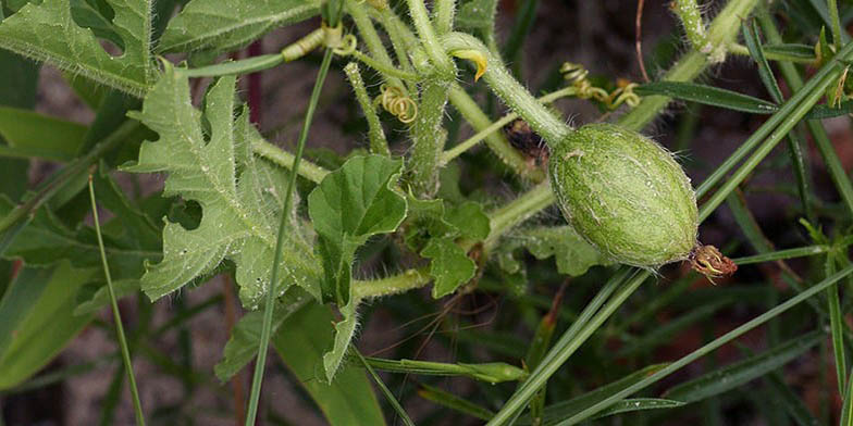 Citrullus lanatus – description, flowering period and general distribution in Vermont. Dried flower and small fruit of watermelon
