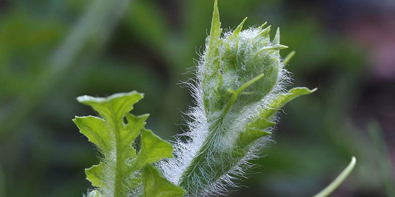 Citrullus lanatus – description, flowering period and general distribution in Texas. Watermelon Flower Bud