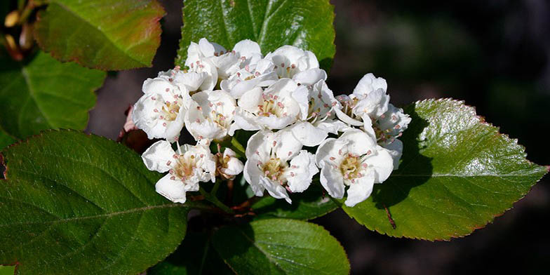 Western thornapple – description, flowering period and general distribution in California. flower-strewn branch