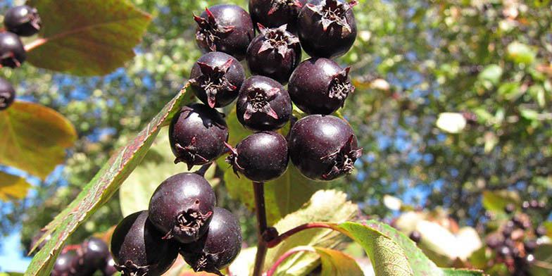 Crataegus douglasii – description, flowering period and general distribution in North Dakota. ripe fruits in early autumn