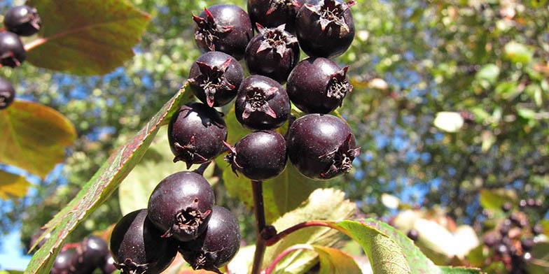 River hawthorn – description, flowering period and general distribution in Washington. ripe fruits in early autumn