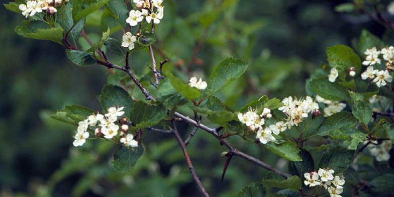 Western thornapple – description, flowering period and general distribution in Washington. leaf and needle close up