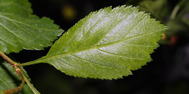 Crataegus douglasii – description, flowering period and general distribution in Saskatchewan. green leaf close up