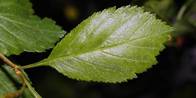 Douglas hawthorn – description, flowering period and general distribution in Alberta. green leaf close up