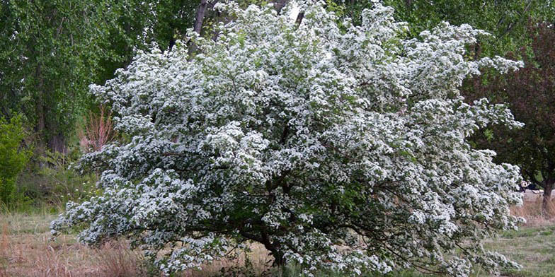 Crataegus douglasii – description, flowering period and general distribution in Wyoming. lonely flowering tree