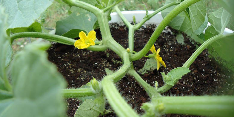 Honeymelon – description, flowering period and general distribution in New Jersey. creeping melon stems with delicate yellow flowers