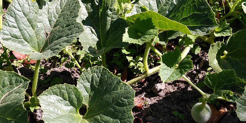 Honeymelon – description, flowering period and general distribution in Virginia. small fruit among large leaves