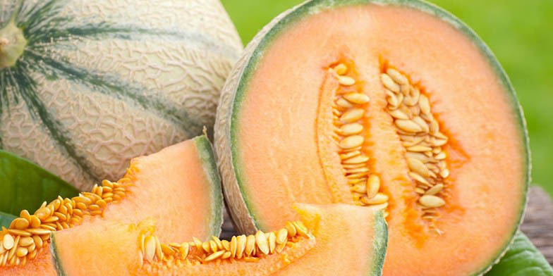 Sweet melon – description, flowering period and general distribution in Kentucky. ripe melon in a section with seeds