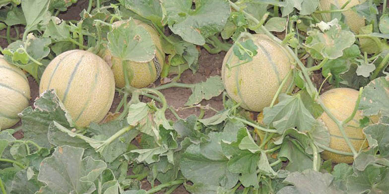 Cucumis melo – description, flowering period and general distribution in Alabama. large ripe fruit on the ground