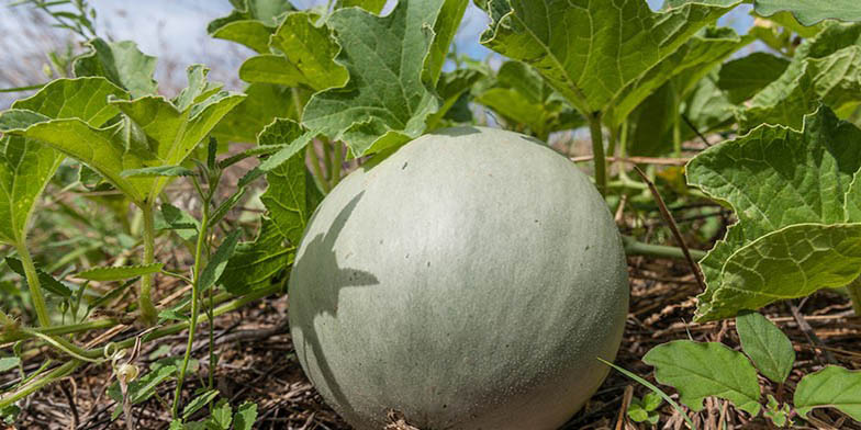 Cucumis melo – description, flowering period and general distribution in Illinois. singing fruit - pumpkin