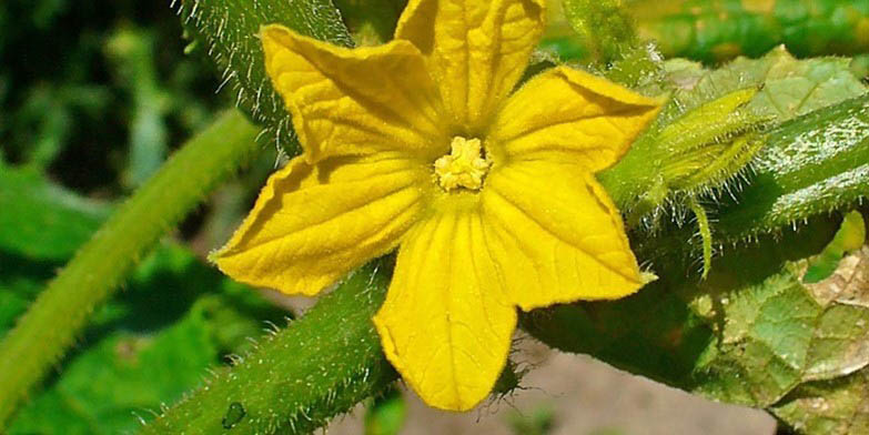 Cucumber – description, flowering period and general distribution in Florida. A large, yellow beautiful flower.