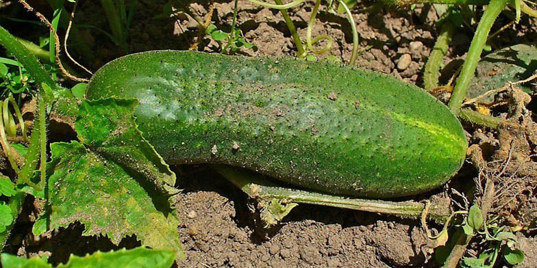 Cucumber – description, flowering period and general distribution in Louisiana. Ripe cucumber on the ground