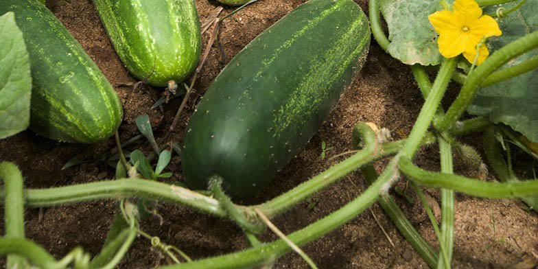 Gherkin – description, flowering period and general distribution in Ohio. Cucumbers on the ground during flowering