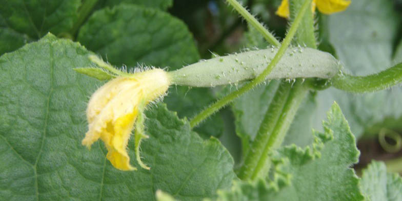 Gherkin – description, flowering period and general distribution in Ohio. Cucumber begins flowering