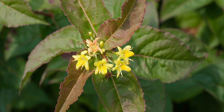 Northern bush honeysuckle – description, flowering period and general distribution in Maryland. flowering branch, focus on flowers