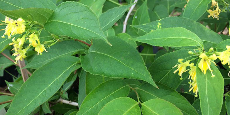 Bush-honeysuckle – description, flowering period and general distribution in Maryland. yellow flowers and green leaves