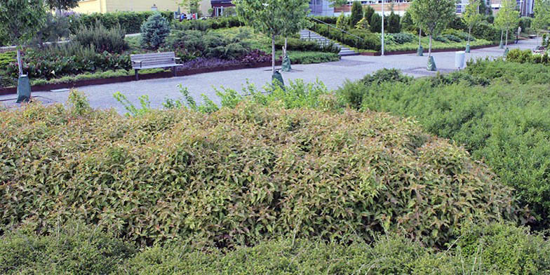 Diervilla lonicera – description, flowering period and general distribution in Virginia. bush in the park