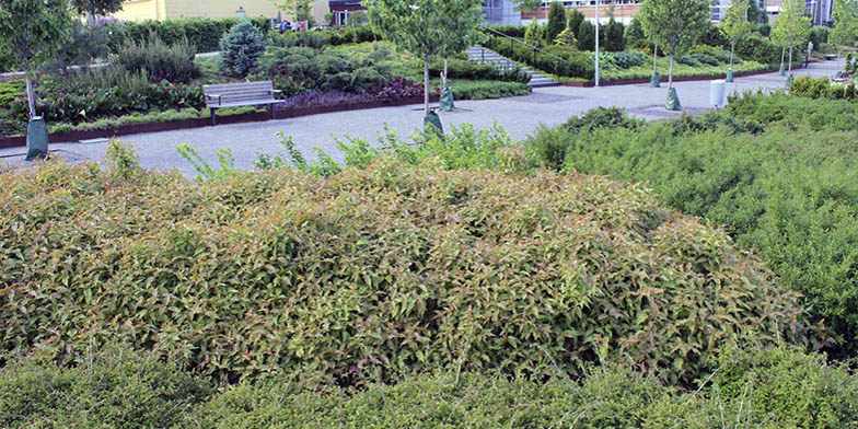 Diervilla lonicera – description, flowering period and general distribution in Michigan. bush in the park