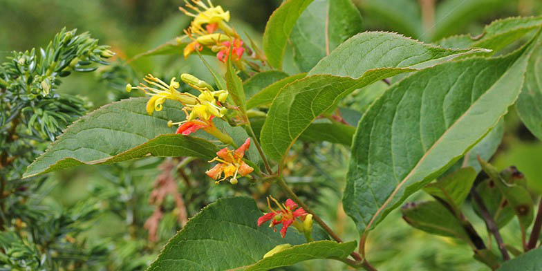 Northern bush honeysuckle – description, flowering period and general distribution in Illinois. flowering branch