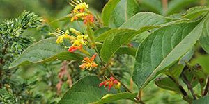 Diervilla lonicera – description, flowering period and time in Georgia, flowering branch.