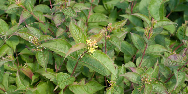 Diervilla lonicera – description, flowering period and general distribution in Wisconsin. lonely flower blooms among foliage