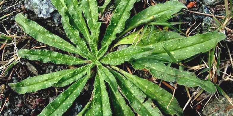 Echium vulgare – description, flowering period and general distribution in Washington. young plant