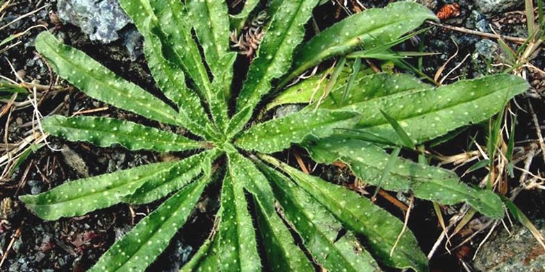 Blue thistle – description, flowering period and general distribution in British Columbia. young plant