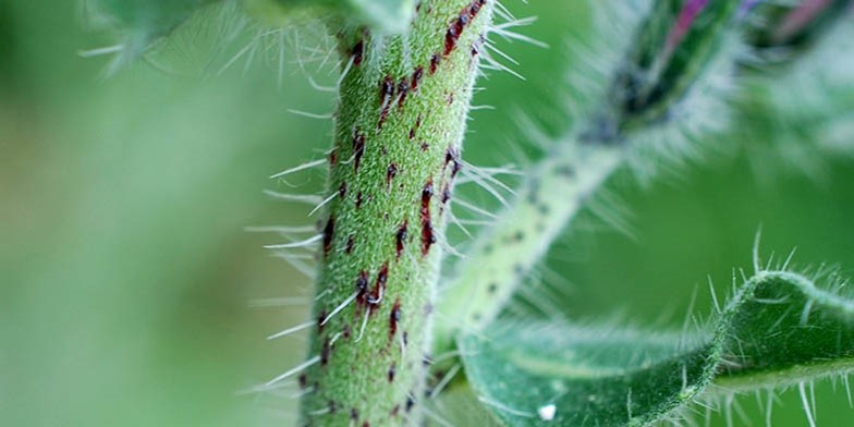 Echium vulgare – description, flowering period and general distribution in Washington. covered with prickly setae with an admixture of small whitish-gray villi