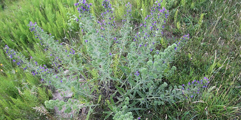 Blueweed – description, flowering period and general distribution in Oklahoma. lonely bush