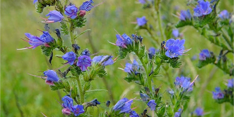 Echium vulgare – description, flowering period and general distribution in Montana. sky blue flowers