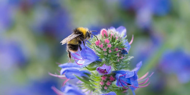 Echium vulgare – description, flowering period and general distribution in Washington. Flowering plant - a very valuable honey plant