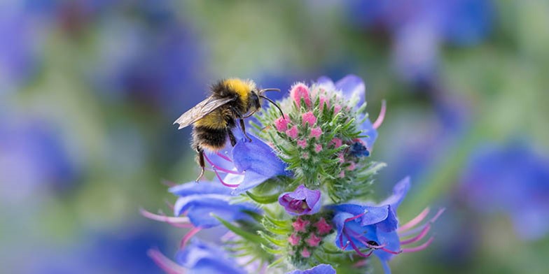 Viper's bugloss – description, flowering period and general distribution in Manitoba. Flowering plant - a very valuable honey plant