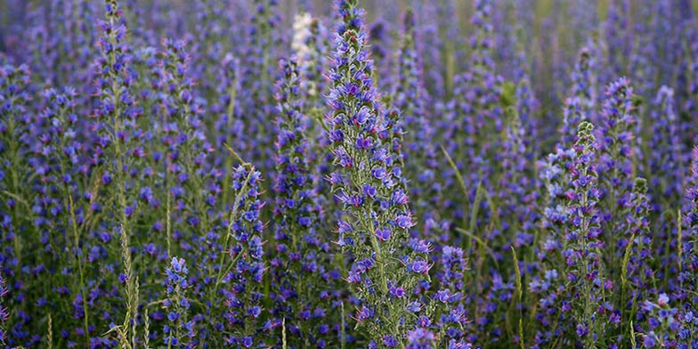 Blueweed – description, flowering period and general distribution in Wyoming. beautiful blooming fields