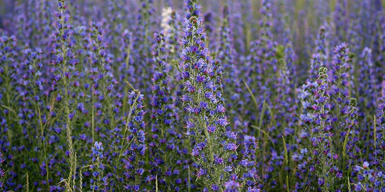 Blue thistle – description, flowering period and general distribution in Saskatchewan. beautiful blooming fields