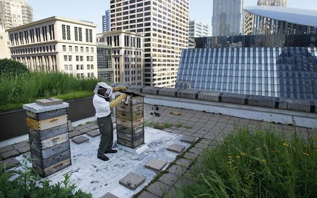 Everyone got so into the idea of urban beekeeping that now there might be too many urban bees