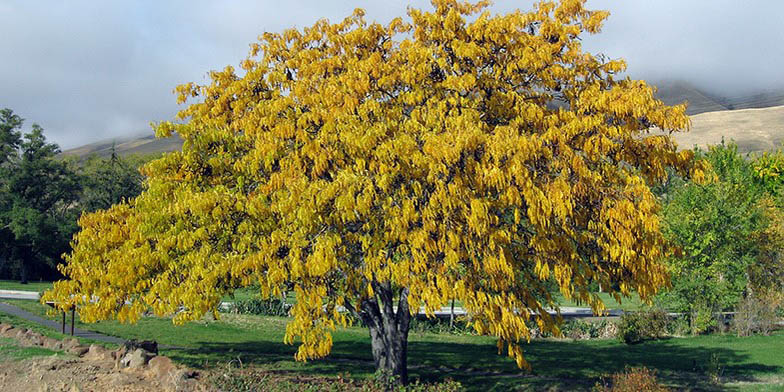 Honey shucks locust – description, flowering period and general distribution in New Mexico. tall and beautiful tree in the valley