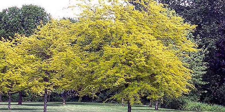 Gleditsia triacanthos – description, flowering period and general distribution in Minnesota. flowering trees in the park