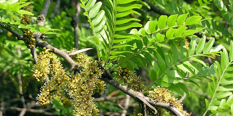 Gleditsia triacanthos – description, flowering period. flowering plant
