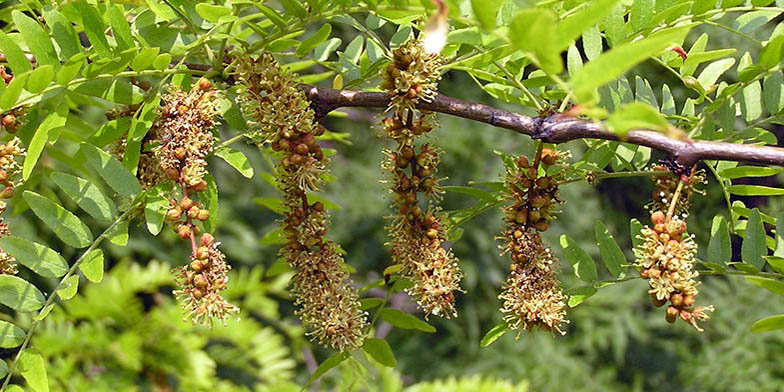 Gleditsia triacanthos – description, flowering period and general distribution in Florida. branch with flowers