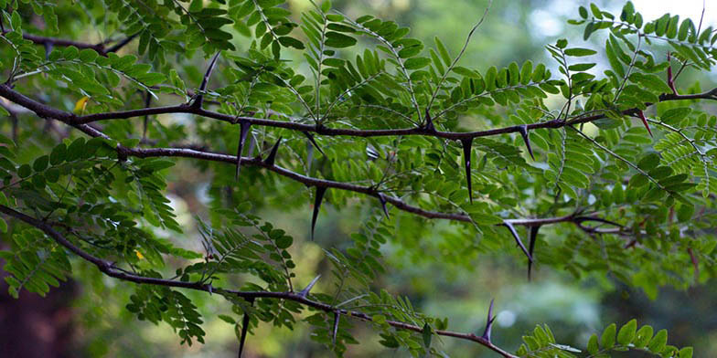Gleditsia triacanthos – description, flowering period. branches with green leaves and thorns