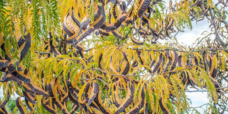 Gleditsia triacanthos – description, flowering period. the seeds are ready. Autumn
