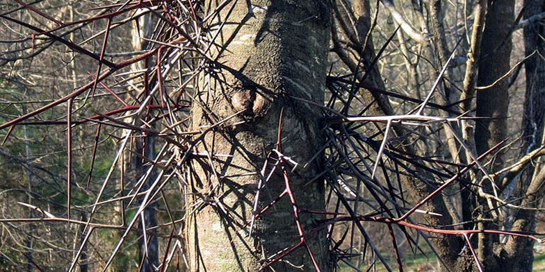 Gleditsia triacanthos – description, flowering period. tree trunk close-up. Late fall.