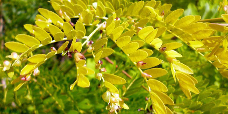 Gleditsia triacanthos – description, flowering period. branch with leaves and buds