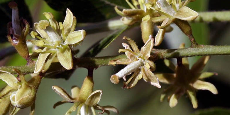 Gleditsia triacanthos – description, flowering period and general distribution in Oklahoma. flowers close up