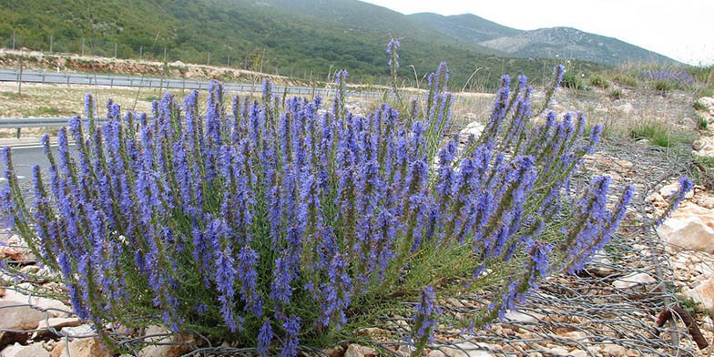 Hyssopus officinalis – description, flowering period and general distribution in Nova Scotia. Shrub flowering sprouting by the road.