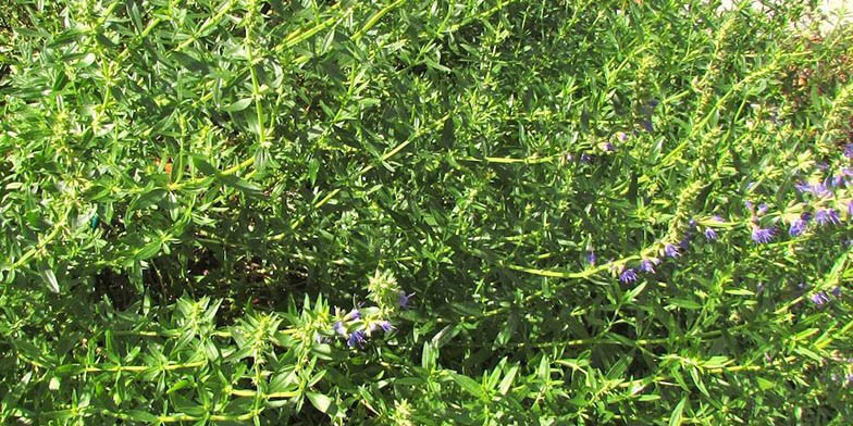 Hyssop – description, flowering period and general distribution in Maine. Green leaves and stems. A small amount of flowers. Beginning of flowering