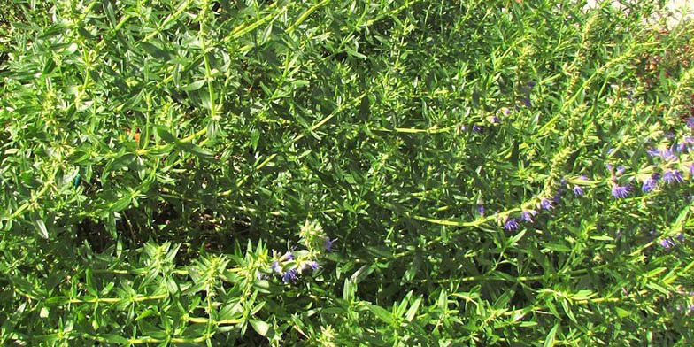 Hyssop – description, flowering period and general distribution in New Jersey. Green leaves and stems. A small amount of flowers. Beginning of flowering