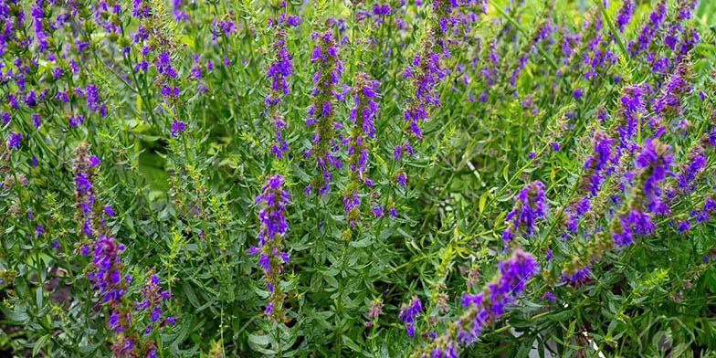 Hyssopus officinalis – description, flowering period and general distribution in Ontario. Thickets of a flowering plant. Top down view.