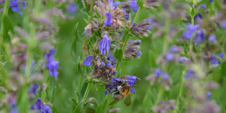 Hyssop – description, flowering period and general distribution in Montana. Flowers close up