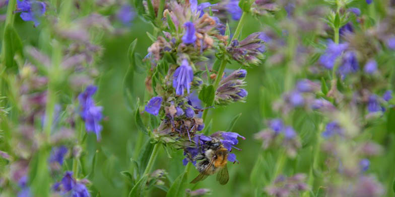 Hyssopus officinalis – description, flowering period and general distribution in Quebec. Flowers close up